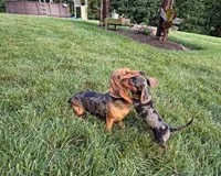 Sugar Girl, a female Miniature Dachshund for sale in Berlin, OH – 4 of 5