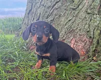 Sally, a female Miniature Dachshund for sale in Berlin, OH – 2 of 5