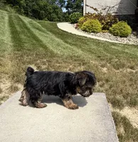 Xina, a female Yorkshire Terrier for sale in Berlin, OH – 2 of 7