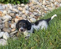 Molly, a female Miniature Dachshund for sale in Berlin, OH – 4 of 5