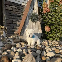 Andrew, a male West Highland White Terrier for sale in Berlin, OH – 3 of 6