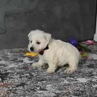 Pat, a male West Highland White Terrier for sale in Berlin, OH – Photo 2 of 5