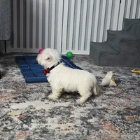 Pat, a male West Highland White Terrier for sale in Berlin, OH – Photo 4 of 5