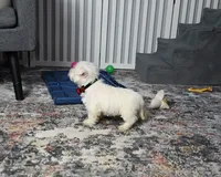 Pat, a male West Highland White Terrier for sale in Berlin, OH – Photo 4 of 5
