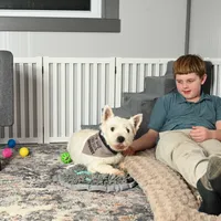 Pat, a male West Highland White Terrier for sale in Berlin, OH – Photo 5 of 5