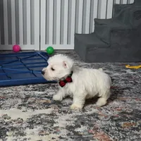 Pat, a male West Highland White Terrier for sale in Berlin, OH – Photo 3 of 5
