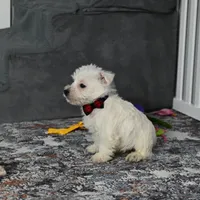 Pat, a male West Highland White Terrier for sale in Berlin, OH – Photo 1 of 5