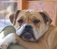 Lucy, a female English Bulldog for sale in Berlin, OH – 5 of 5