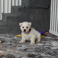 Chip, a male West Highland White Terrier for sale in Berlin, OH – Photo 3 of 6