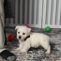 Chip, a male West Highland White Terrier for sale in Berlin, OH – Photo 2 of 6