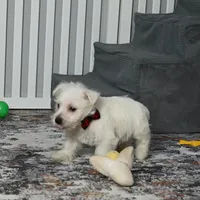 Chip, a male West Highland White Terrier for sale in Berlin, OH – Photo 5 of 6