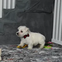 Chip, a male West Highland White Terrier for sale in Berlin, OH – Photo 4 of 6