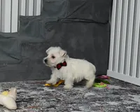 Chip, a male West Highland White Terrier for sale in Berlin, OH – Photo 4 of 6