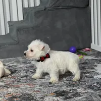 Chip, a male West Highland White Terrier for sale in Berlin, OH – Photo 1 of 6