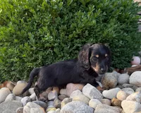 Marion, a male Miniature Dachshund for sale in Berlin, OH – 2 of 5