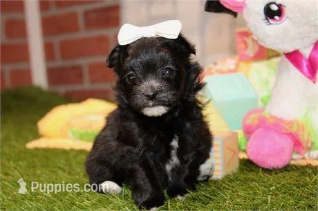 Dray – Pomapoo puppy for sale in Boca Raton, FL