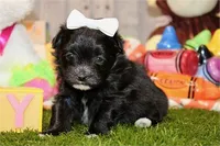 Dray, a female Pomapoo for sale in Boca Raton, FL – Photo 2 of 2