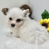 Jonny, a male Yorkshire Terrier for sale in Boca Raton, FL – Photo 1 of 2