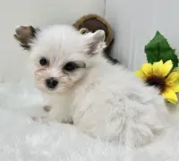 Jonny, a male Yorkshire Terrier for sale in Boca Raton, FL – Photo 1 of 2