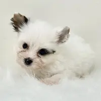 Jonny, a male Yorkshire Terrier for sale in Boca Raton, FL – Photo 2 of 2