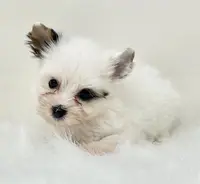 Jonny, a male Yorkshire Terrier for sale in Boca Raton, FL – Photo 2 of 2