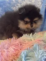 Camy, a female Yorkshire Terrier for sale in Boca Raton, FL – Photo 2 of 3