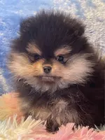 Camy, a female Yorkshire Terrier for sale in Boca Raton, FL – Photo 3 of 3