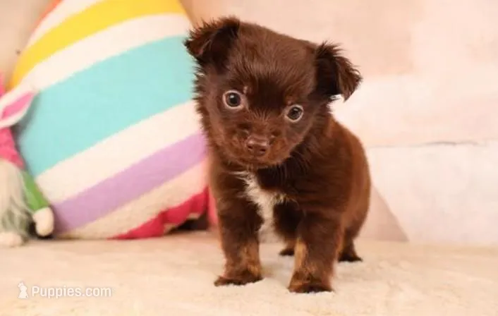 Candy – Chihuahua puppy for sale in Boca Raton, FL