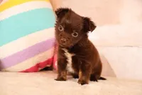 Candy, a female Chihuahua for sale in Boca Raton, FL – Photo 2 of 3