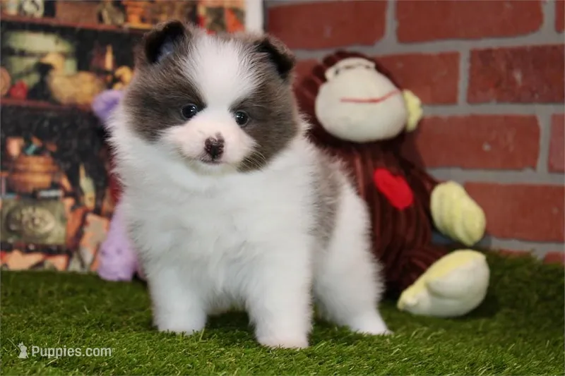 Pommy – Pomeranian puppy for sale in Boca Raton, FL