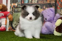 Pommy, a male Pomeranian for sale in Boca Raton, FL – Photo 2 of 2