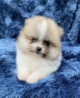 Pamela, a female Pomeranian for sale in Boca Raton, FL – Photo 2 of 2