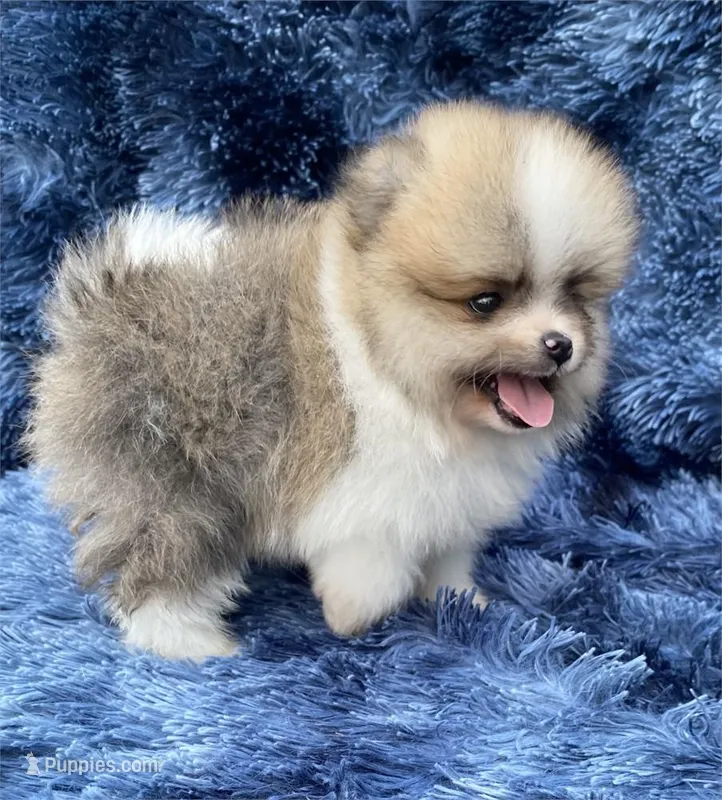 Pamela – Pomeranian puppy for sale in Boca Raton, FL