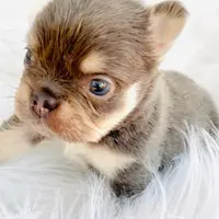 Ferry, a male French Bulldog for sale in Boca Raton, FL – Photo 4 of 4