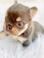 Ferry, a male French Bulldog for sale in Boca Raton, FL – Photo 4 of 4