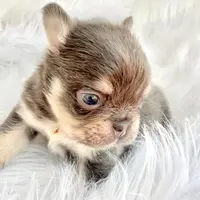 Ferry, a male French Bulldog for sale in Boca Raton, FL – Photo 3 of 4