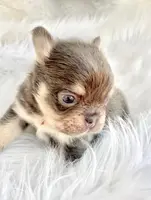 Ferry, a male French Bulldog for sale in Boca Raton, FL – Photo 3 of 4