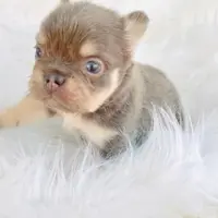 Ferry, a male French Bulldog for sale in Boca Raton, FL – Photo 1 of 4