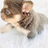 Ferry, a male French Bulldog for sale in Boca Raton, FL – Photo 2 of 4