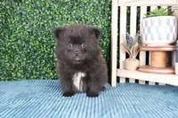 Cutie, a male Pomeranian for sale in Boca Raton, FL – Photo 1 of 2