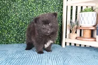 Cutie, a male Pomeranian for sale in Boca Raton, FL – Photo 2 of 2