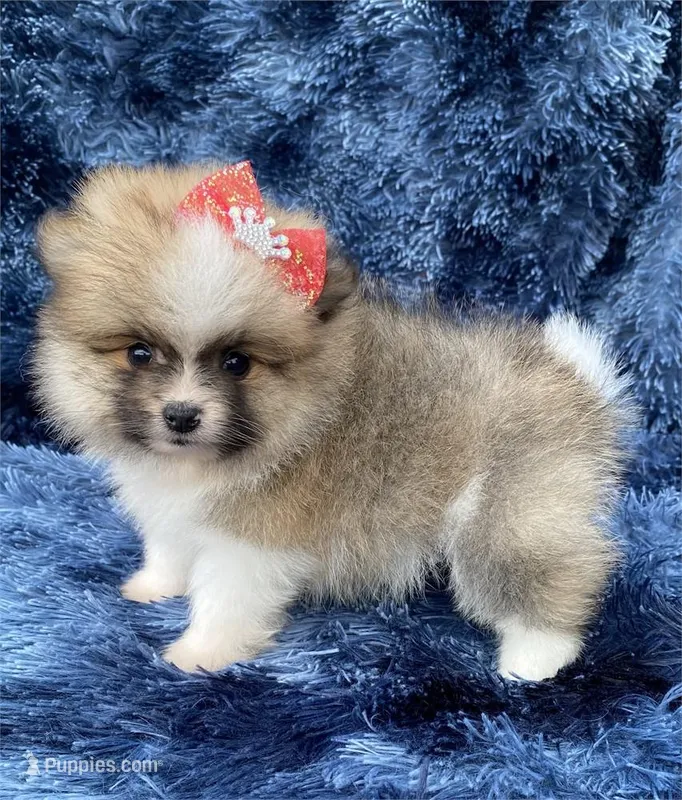 Princess – Pomeranian puppy for sale in Boca Raton, FL