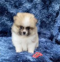 Princess, a female Pomeranian for sale in Boca Raton, FL – Photo 2 of 2