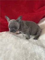 Molly, a female French Bulldog for sale in Boca Raton, FL – Photo 2 of 2