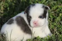 Precious, a female French Bulldog for sale in Boca Raton, FL – Photo 1 of 4