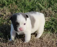 Precious, a female French Bulldog for sale in Boca Raton, FL – Photo 2 of 4