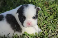 Precious, a female French Bulldog for sale in Boca Raton, FL – Photo 3 of 4