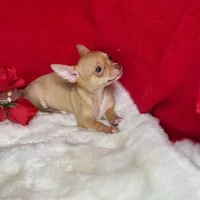 Charlie, a male Chihuahua for sale in Boca Raton, FL – Photo 1 of 2