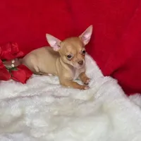 Charlie, a male Chihuahua for sale in Boca Raton, FL – Photo 2 of 2