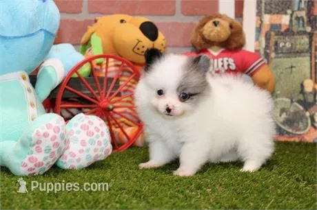 Teacup Prince – Pomeranian puppy for sale in Boca Raton, FL